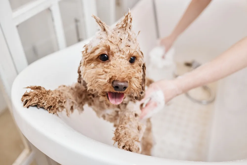 How to Speed Up Home Dog Grooming Without Making the Dog More Anxious