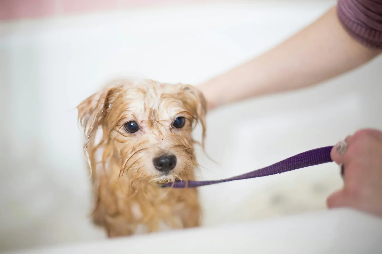 How to Speed Up Home Dog Grooming Without Making the Dog More Anxious