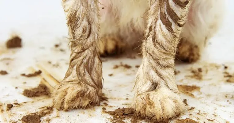 How to Stop Muddy Dog Paws From Taking Over the House in Winter