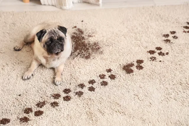 How to Stop Muddy Dog Paws From Taking Over the House in Winter