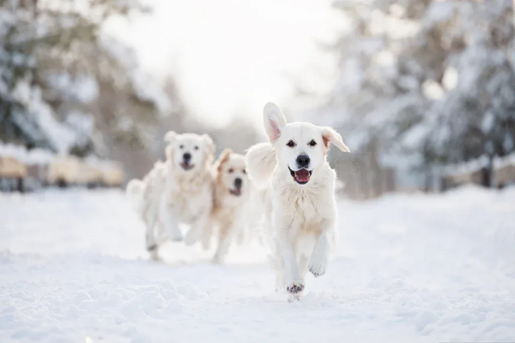How to Stop Muddy Dog Paws From Taking Over the House in Winter
