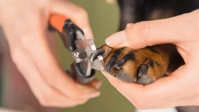 How to Trim a Dog's Nails Without Cutting Into the Quick