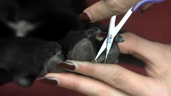 How to Trim a Dog's Nails Without Cutting Into the Quick