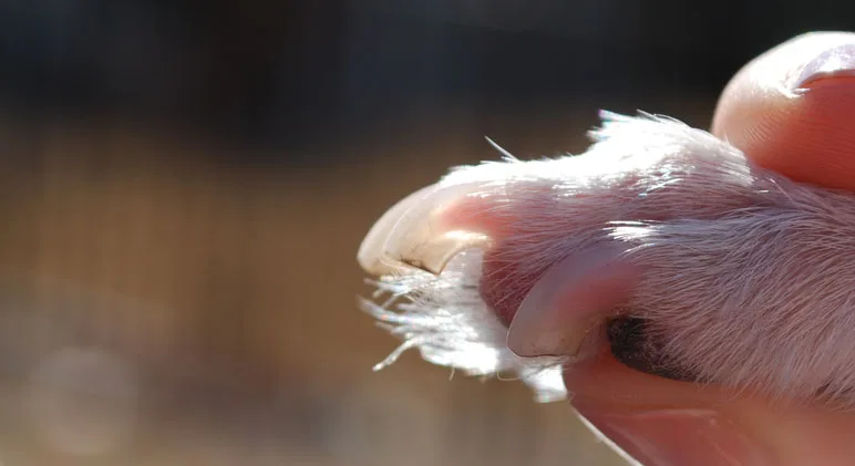 How to Trim a Dog's Nails Without Cutting Into the Quick