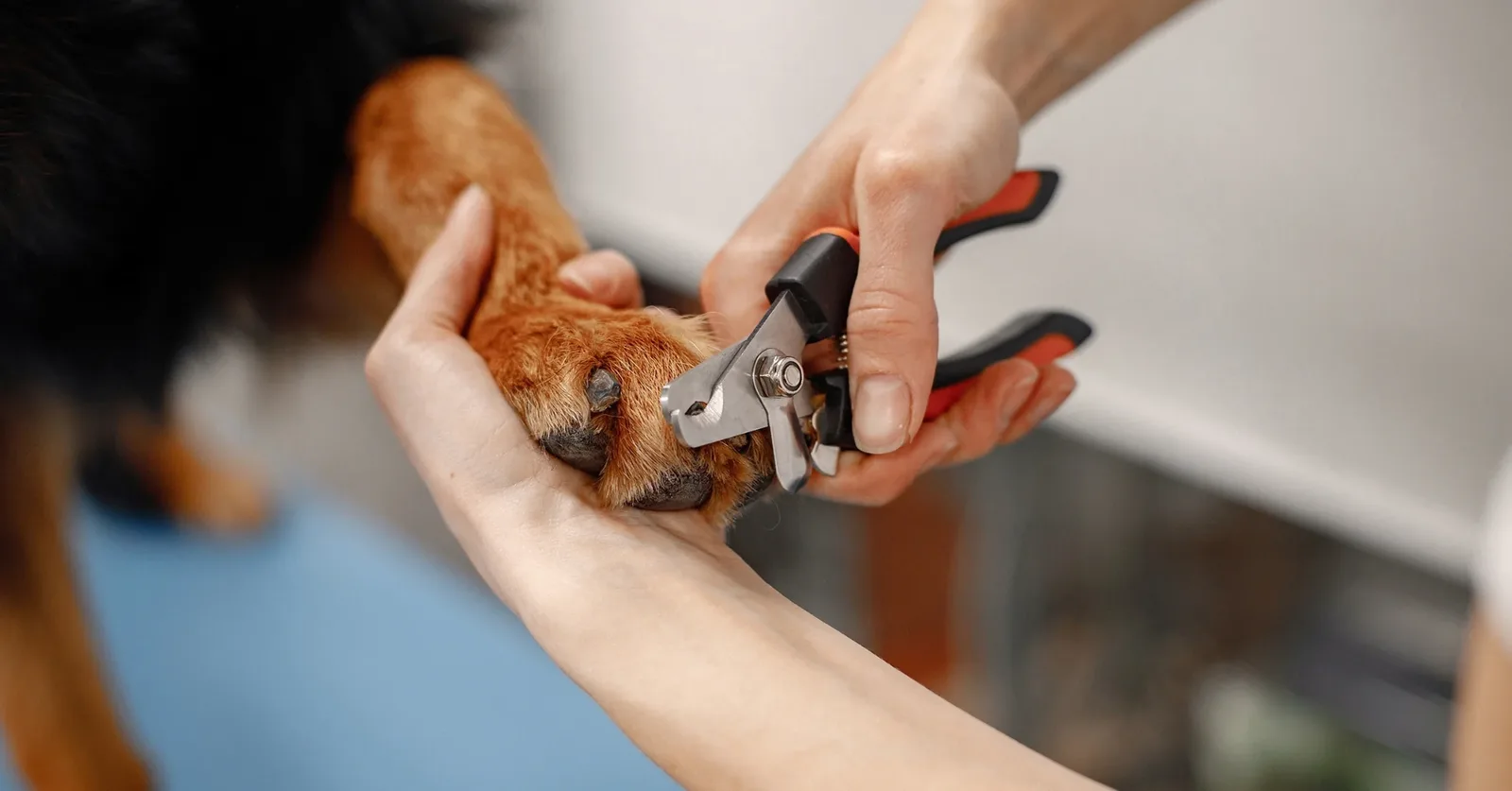 How to Trim Dog Nails Safely Without Cutting the Quick