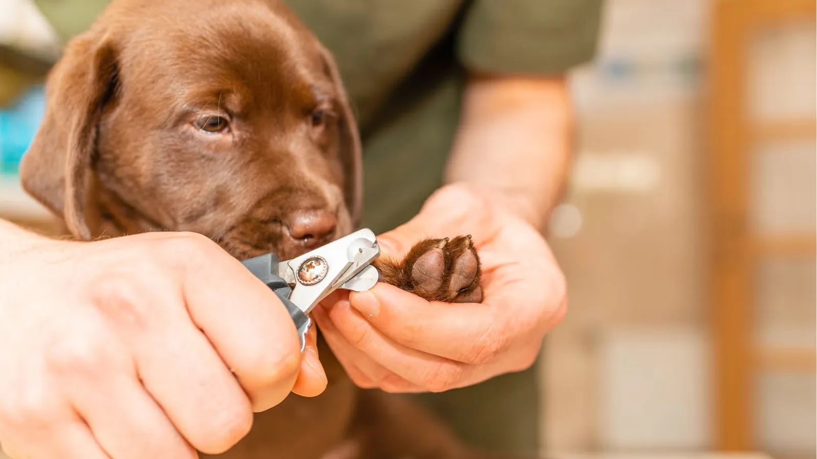 How to Trim Dog Nails Safely Without Cutting the Quick