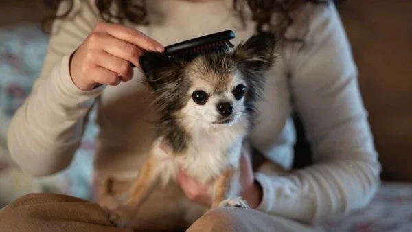 How to Use a Deshedding Tool Without Damaging the Coat or Skin