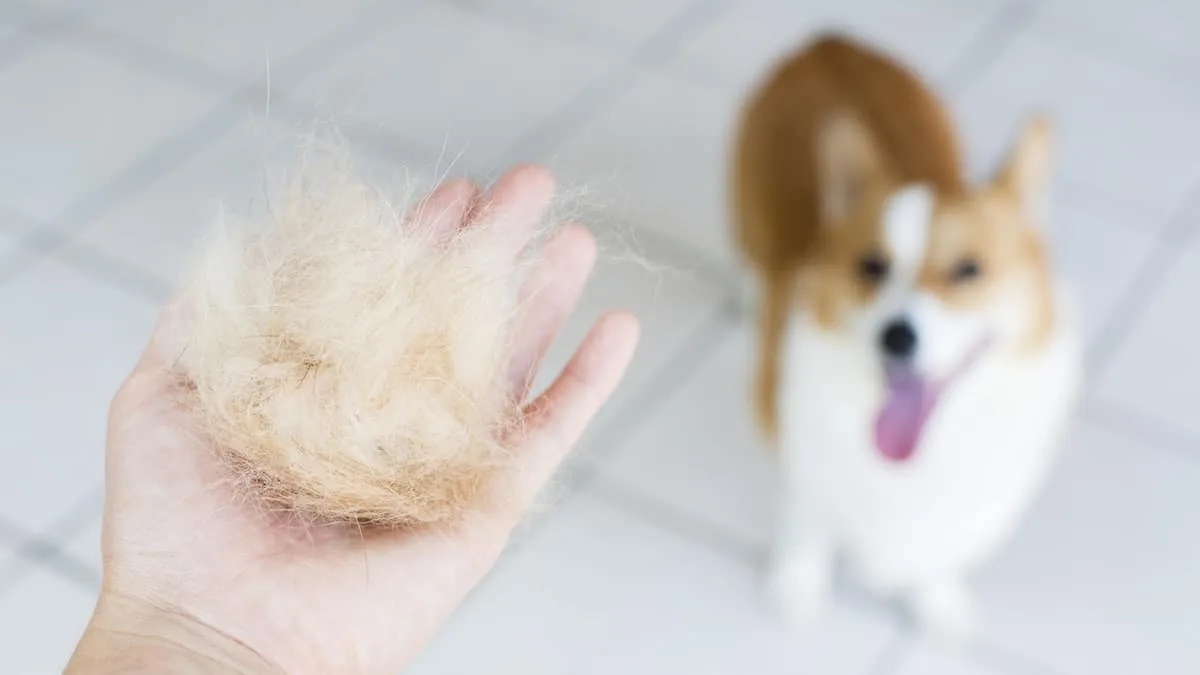 How to Use Dog Deshedding Shampoo Without Expecting It To Fix Shedding Alone
