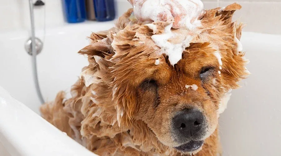 How to Use Dog Deshedding Shampoo Without Expecting It To Fix Shedding Alone