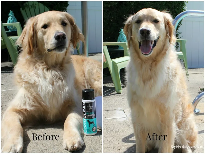 How to Use Dog Deshedding Shampoo Without Expecting It To Fix Shedding Alone