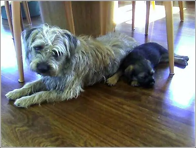 Puppy being gently brushed during grooming practice