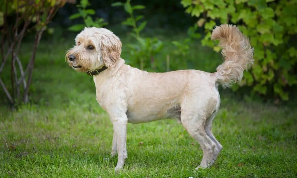 Summer Dog Coat Care Without Shaving Too Short