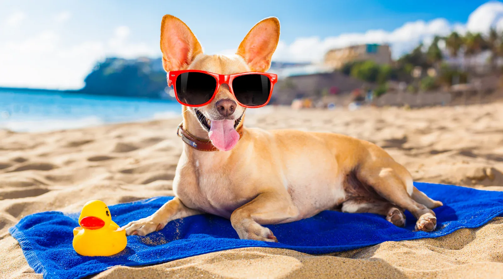 Summer Dog Coat Care Without Shaving Too Short