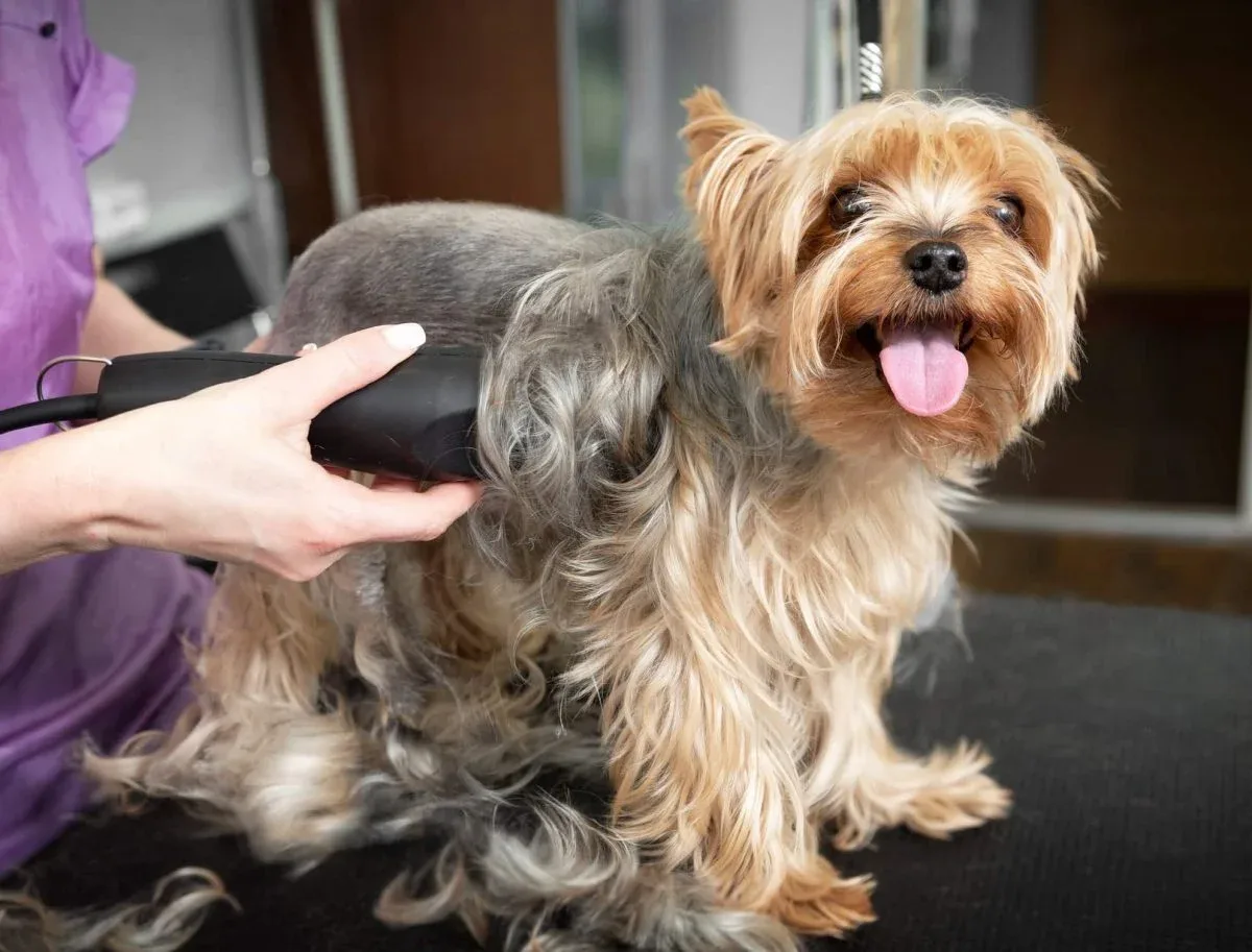 Summer Dog Coat Care Without Shaving Too Short
