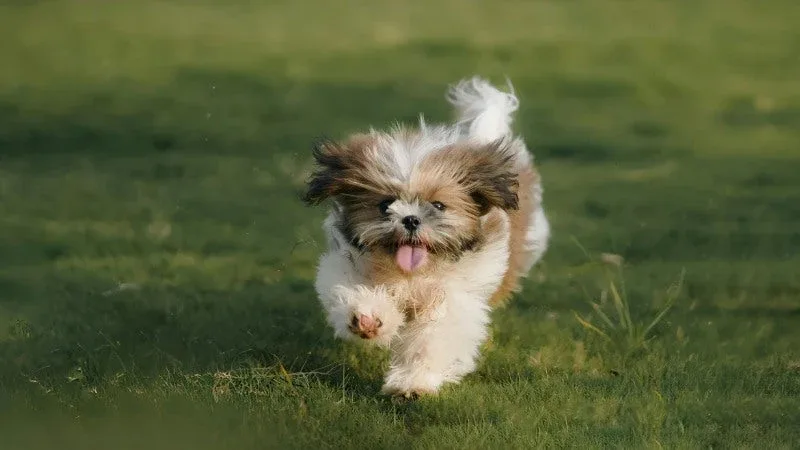 The Glamorous Shih Tzu Coat, From Top Knot to Tail