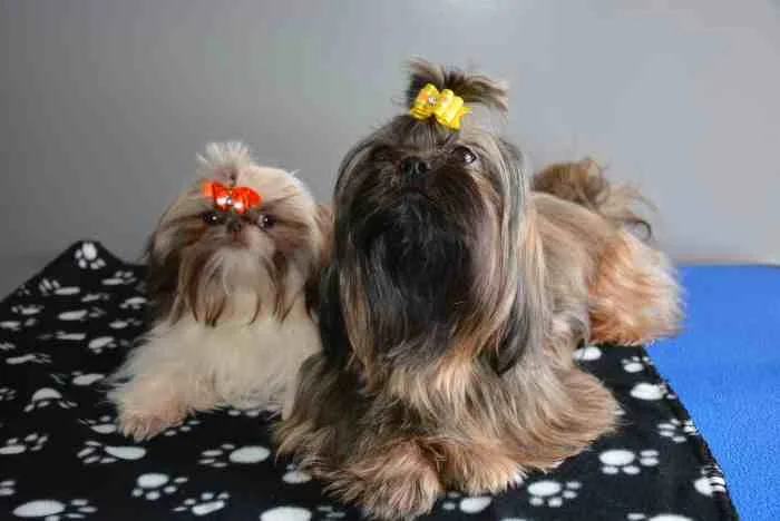 The Glamorous Shih Tzu Coat, From Top Knot to Tail