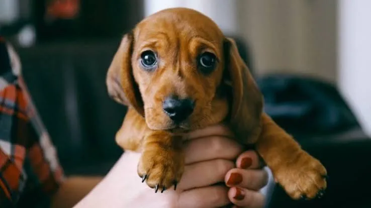 The New Puppy Checklist: Essential Gear, Toys & Services: What Dog Owners Should Check Before Trying It