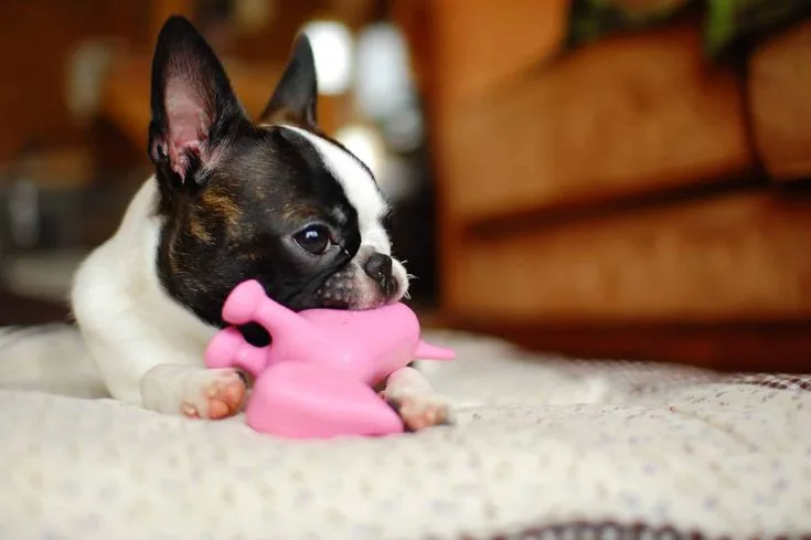 The New Puppy Checklist: Essential Gear, Toys & Services: What Dog Owners Should Check Before Trying It