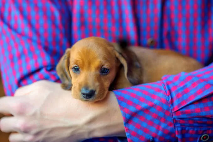The New Puppy Checklist: Essential Gear, Toys & Services: What Dog Owners Should Check Before Trying It