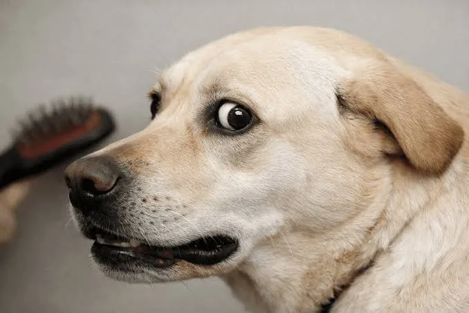 Tips from the Top Dog Groomer for Aggressive Dog Owners