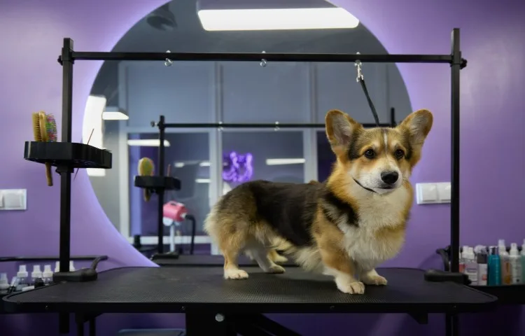 Tips from the Top Dog Groomer for Aggressive Dog Owners