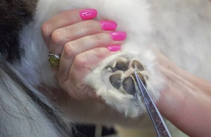 Trimming Around the Paw Pads: What Dog Owners Should Check Before Trying It