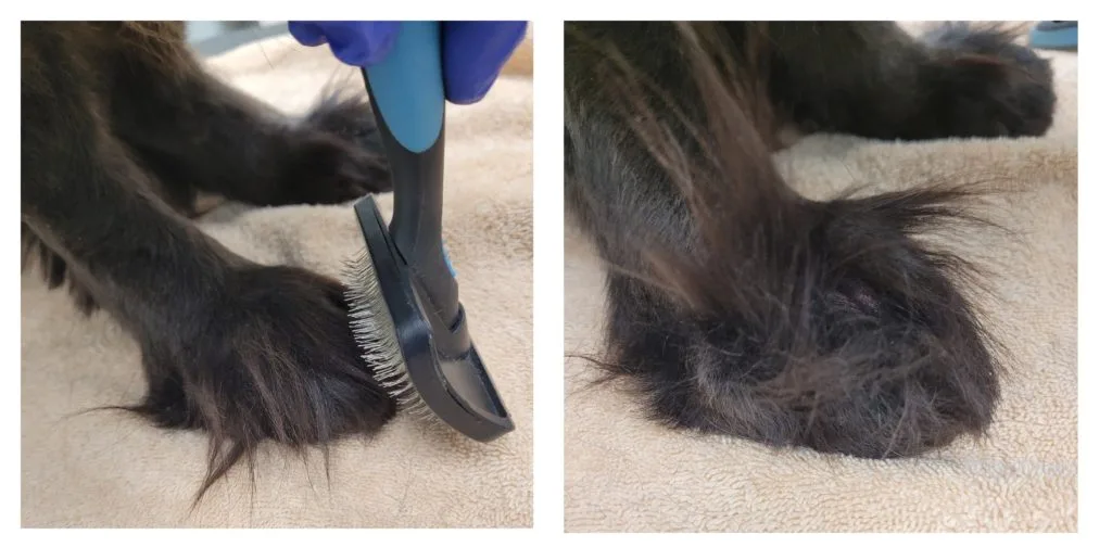 Trimming Around the Paw Pads: What Dog Owners Should Check Before Trying It