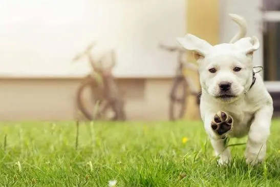 Trimming Around the Paw Pads: What Dog Owners Should Check Before Trying It