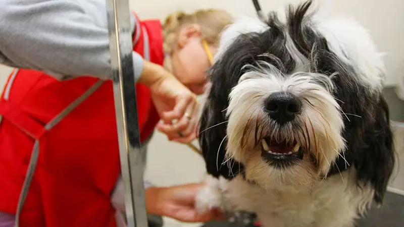What Dog Owners Should Know About Grooming Restraint Safety