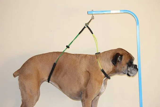 What Dog Owners Should Know About Grooming Restraint Safety