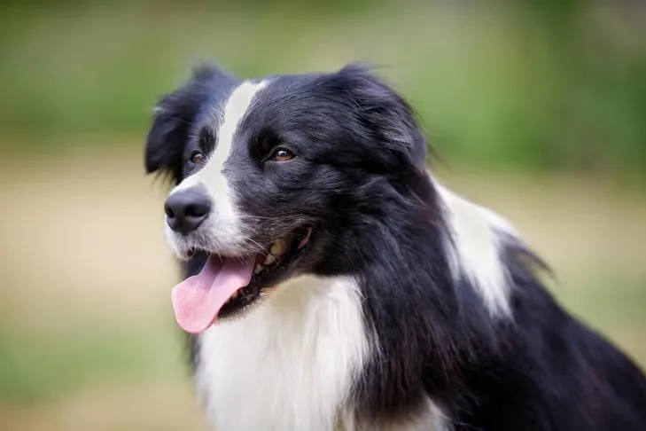 What Is a Double Coat, and What Dog Breeds Are Double-Coated?