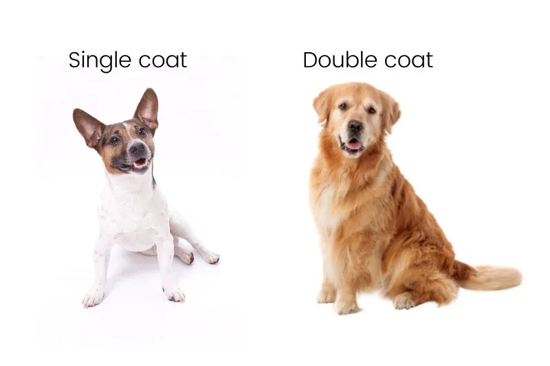 What Is a Double Coat, and What Dog Breeds Are Double-Coated?
