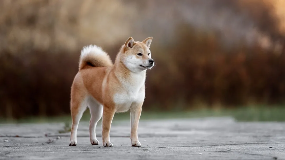 What Is a Double Coat, and What Dog Breeds Are Double-Coated?