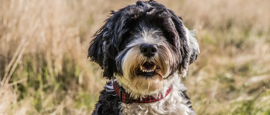 What Is a Double-Coated Dog? Coat Types, Grooming, and Care