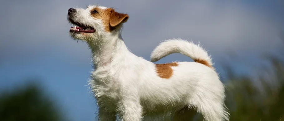 What Is a Double-Coated Dog? Coat Types, Grooming, and Care
