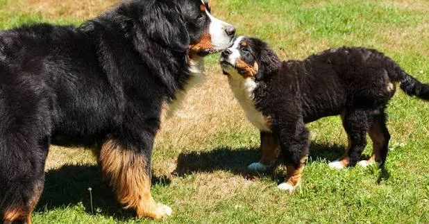 What Is a Double-Coated Dog? Coat Types, Grooming, and Care