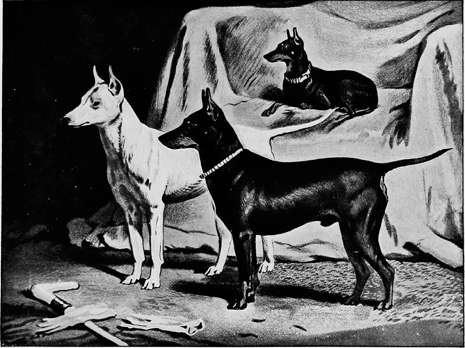 Dog Keeps Scratching Ears After Cleaning