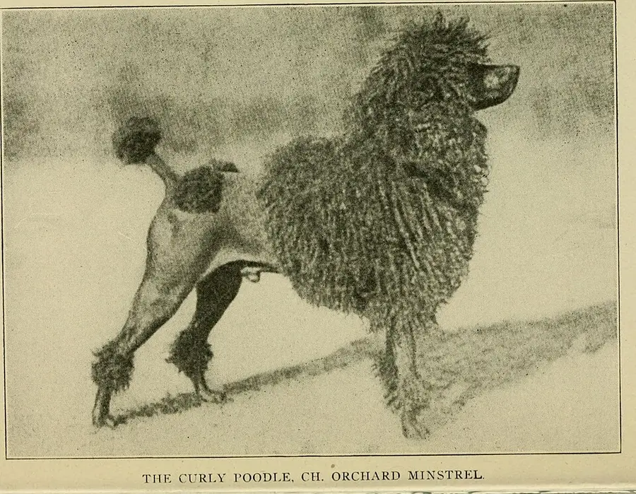 Matted Dog Hair: Causes, Prevention, and Next Steps