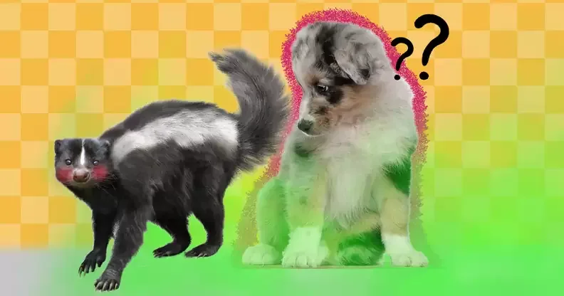 What to Do When Your Dog Gets Sprayed by a Skunk Before the Smell Sets In
