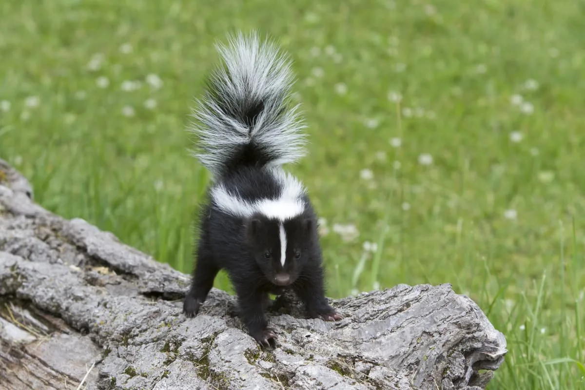 What to Do When Your Dog Gets Sprayed by a Skunk Before the Smell Sets In