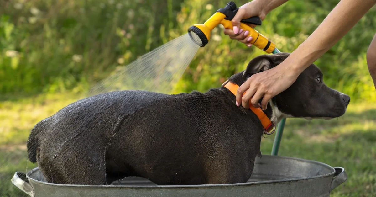 What to Do When Your Dog Gets Sprayed by a Skunk Before the Smell Sets In