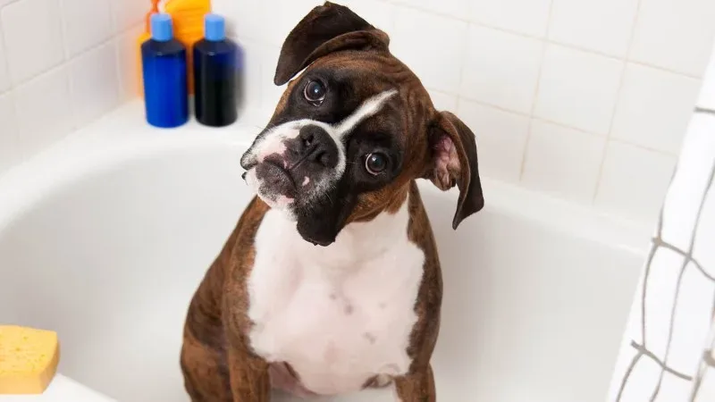Why Does My Dog Fight Bath Time?