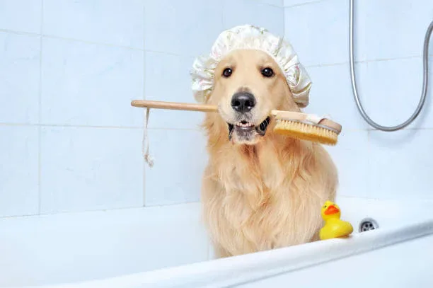 Why Does My Dog Fight Bath Time?