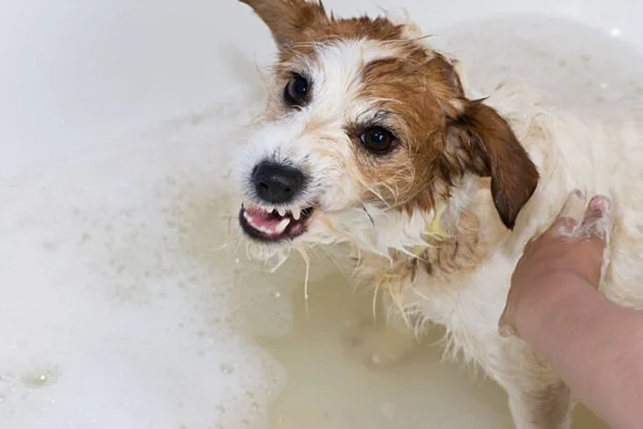 Why Does My Dog Fight Bath Time?
