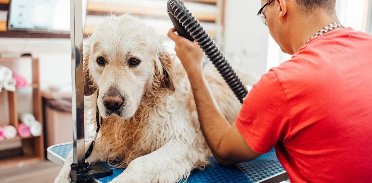 Are Heated Kennel Dryers Safe for Dogs?