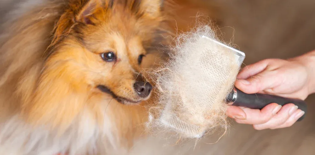 Are Heated Kennel Dryers Safe for Dogs?