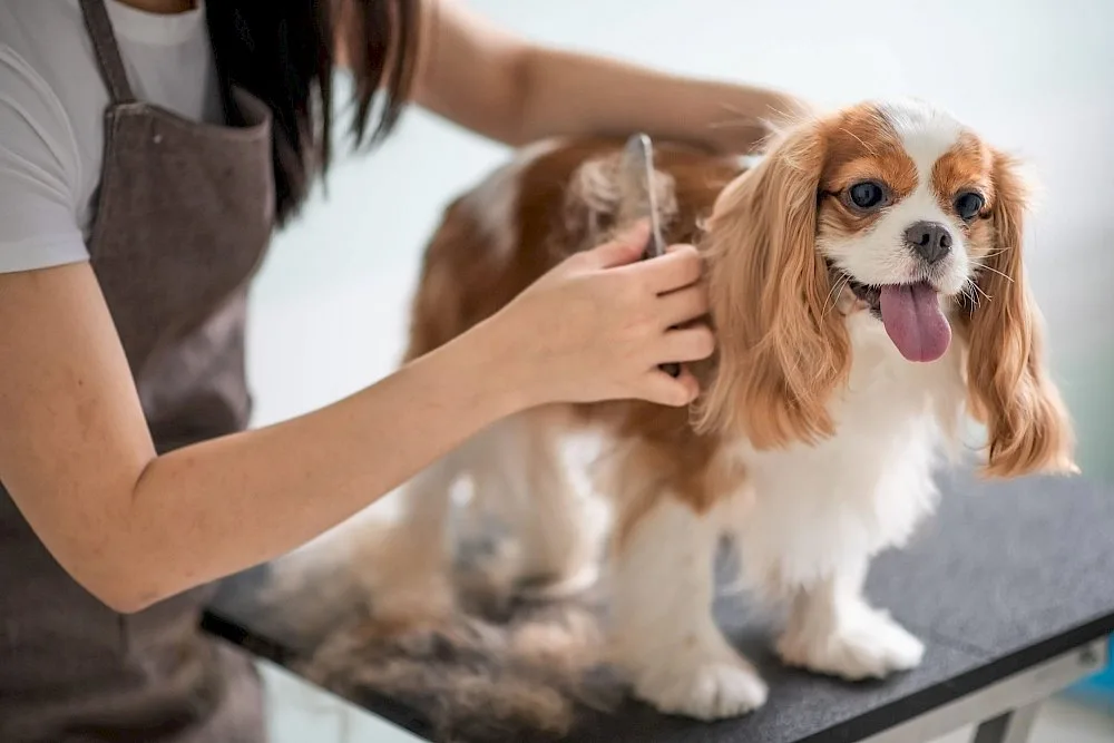 Can a Dog With Skin Lumps Still Be Groomed?