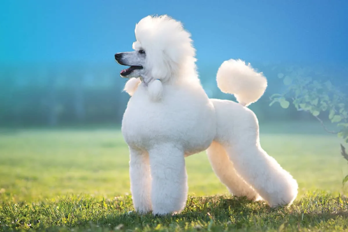 Can a Dog With Skin Lumps Still Be Groomed? What Owners Should Expect
