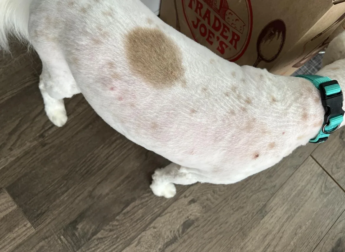 Can a Dog With Skin Lumps Still Be Groomed? What Owners Should Expect