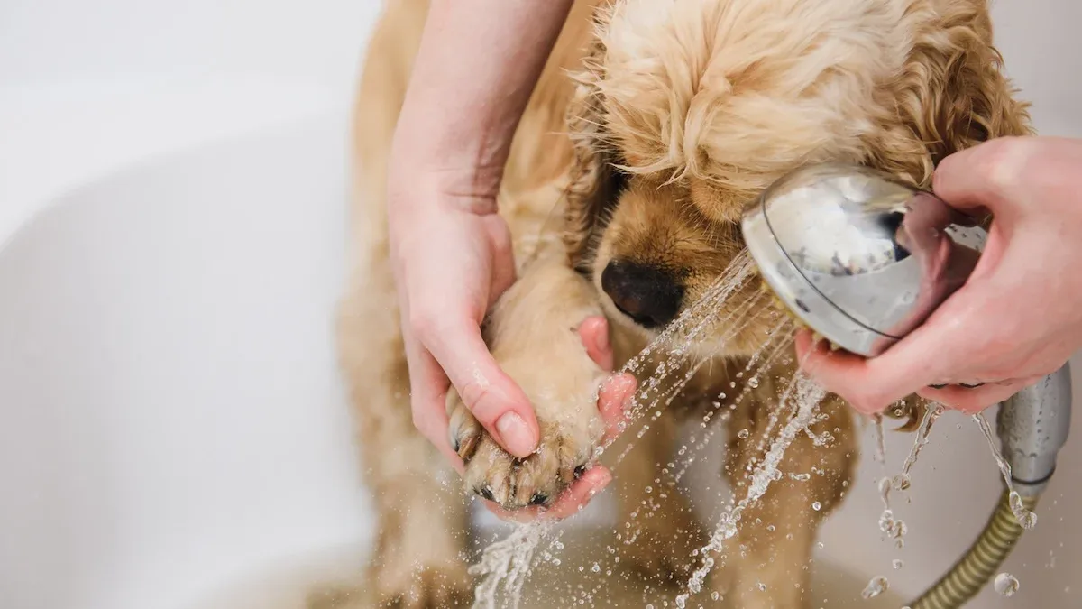 Can You Use Baking Soda on Your Dog?